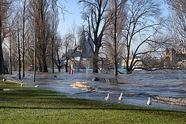 Bernhard Saalfeld - Moewen im Rheinpark